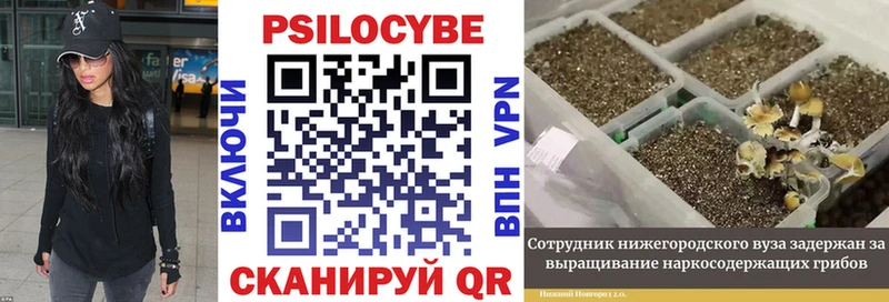Галлюциногенные грибы мицелий  купить наркотик  Хадыженск 